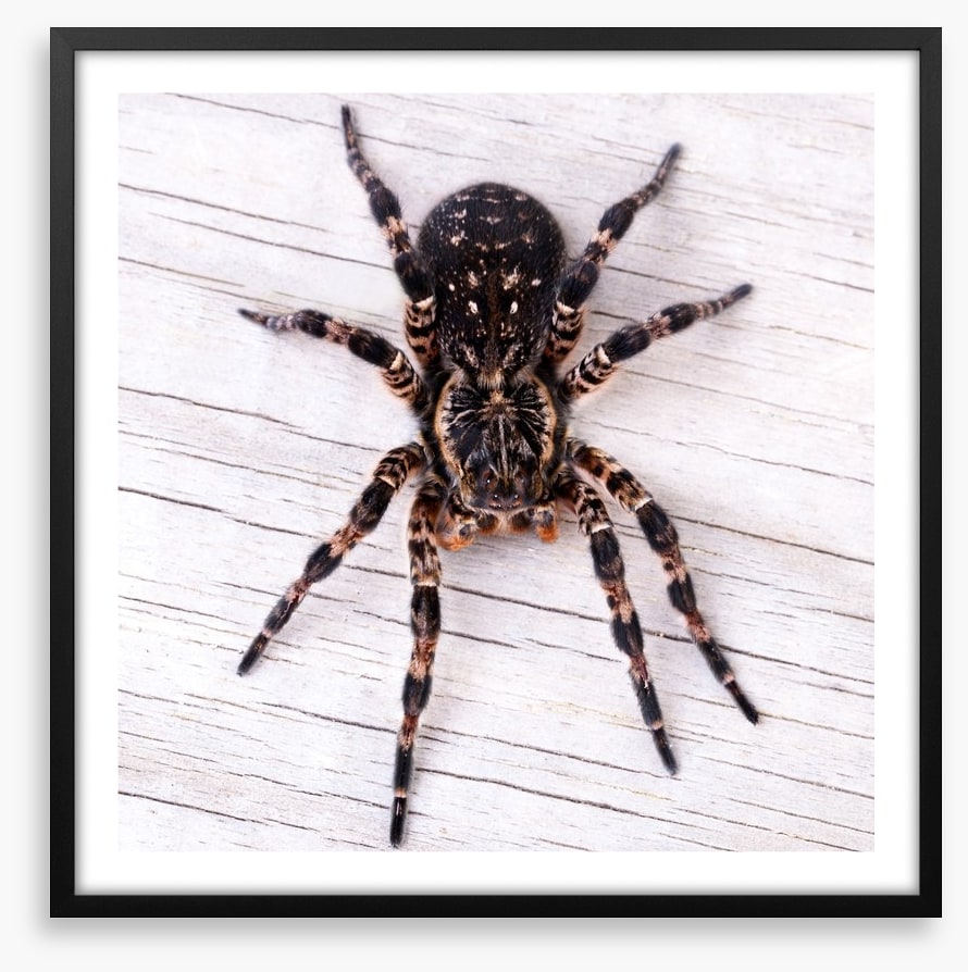 Insects