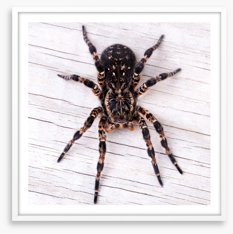 Insects