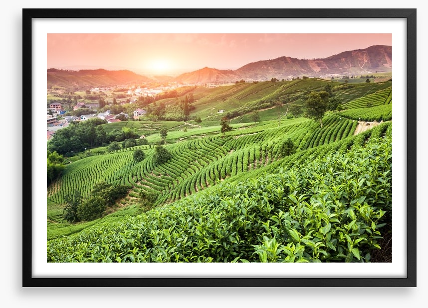 Green tea garden