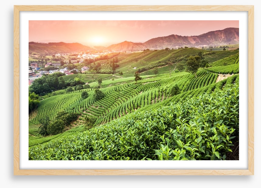 Green tea garden