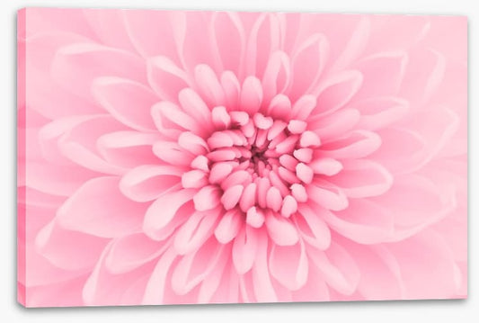 Pink chrysanthemum petals