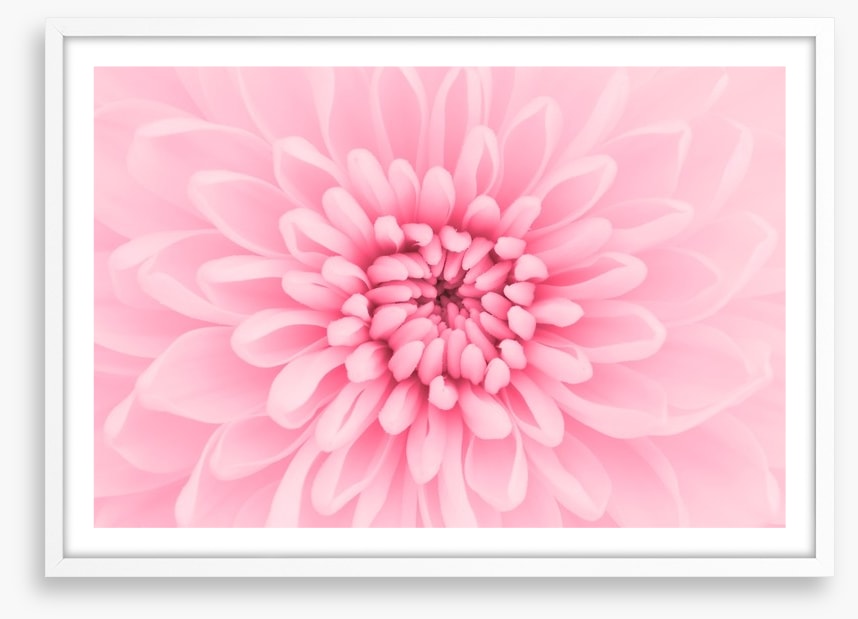 Pink chrysanthemum petals