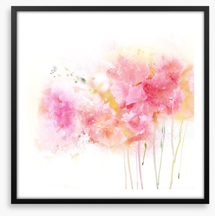 Watercolour carnations
