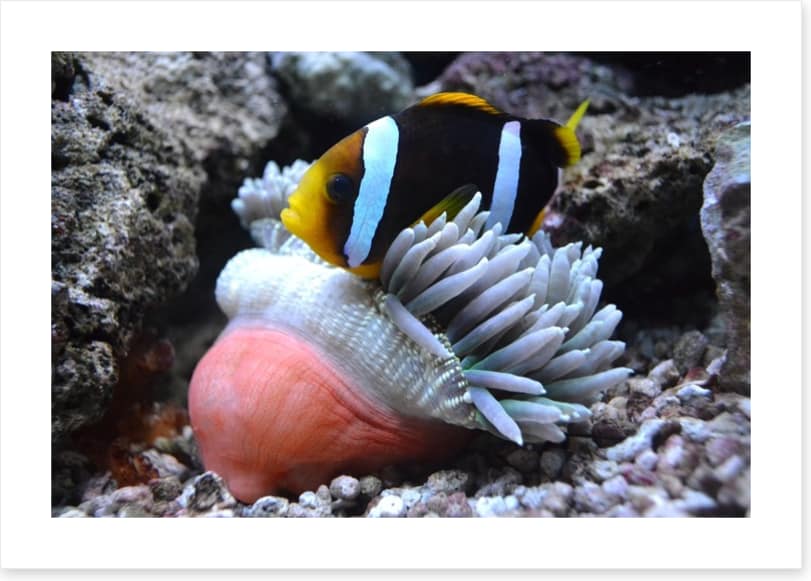 Fish / Aquatic