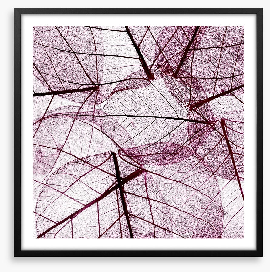Fallen leaves