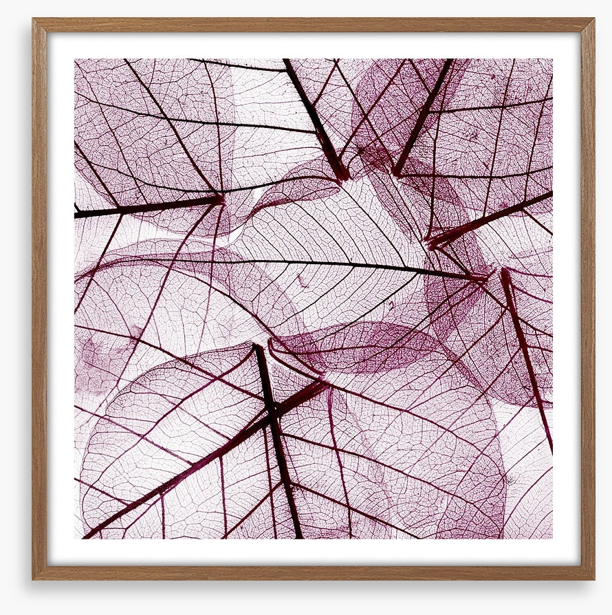 Fallen leaves