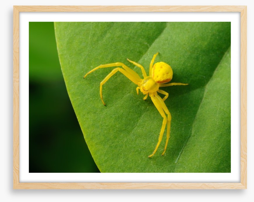 Insects