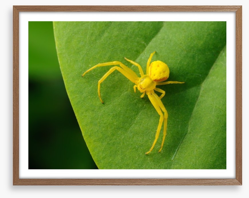 Insects
