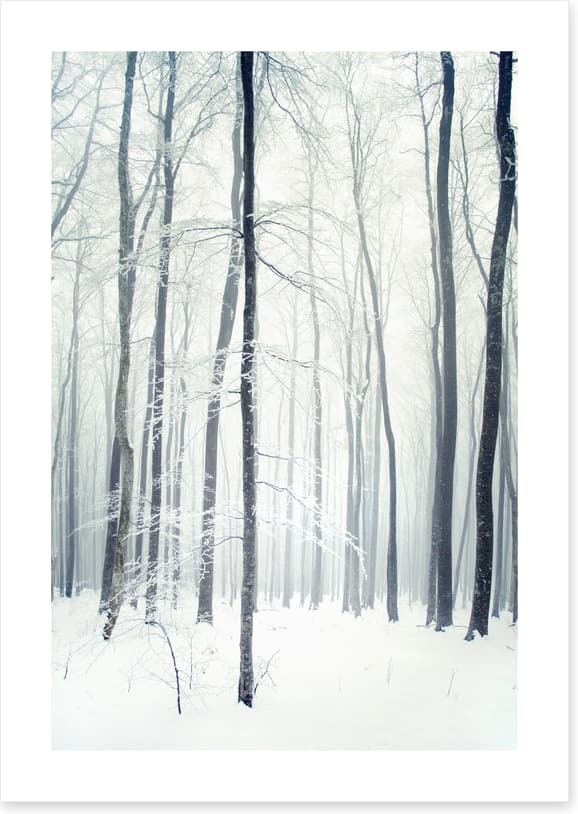 Winter forest