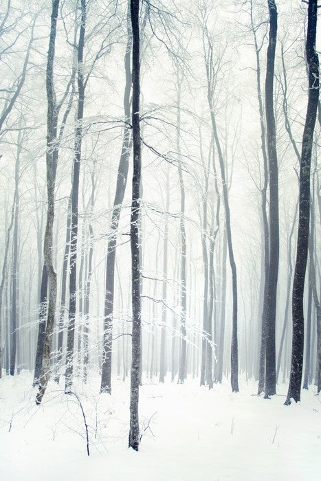 Winter forest