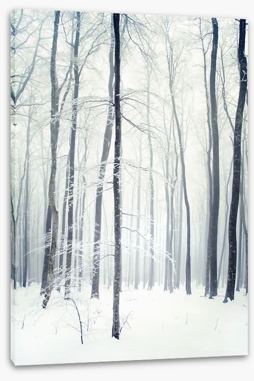 Winter forest