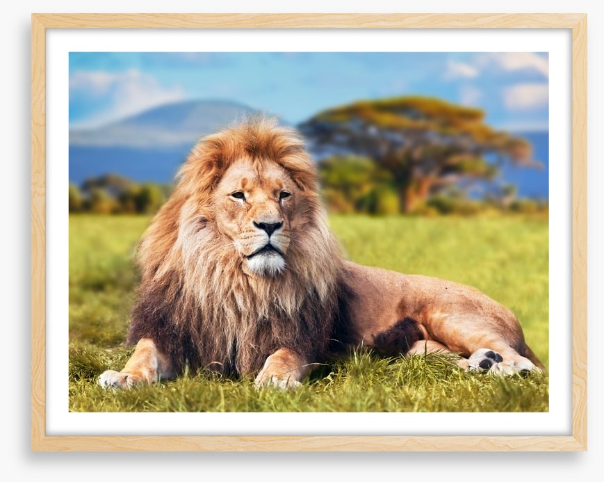 Lion on savannah grass, Kenya
