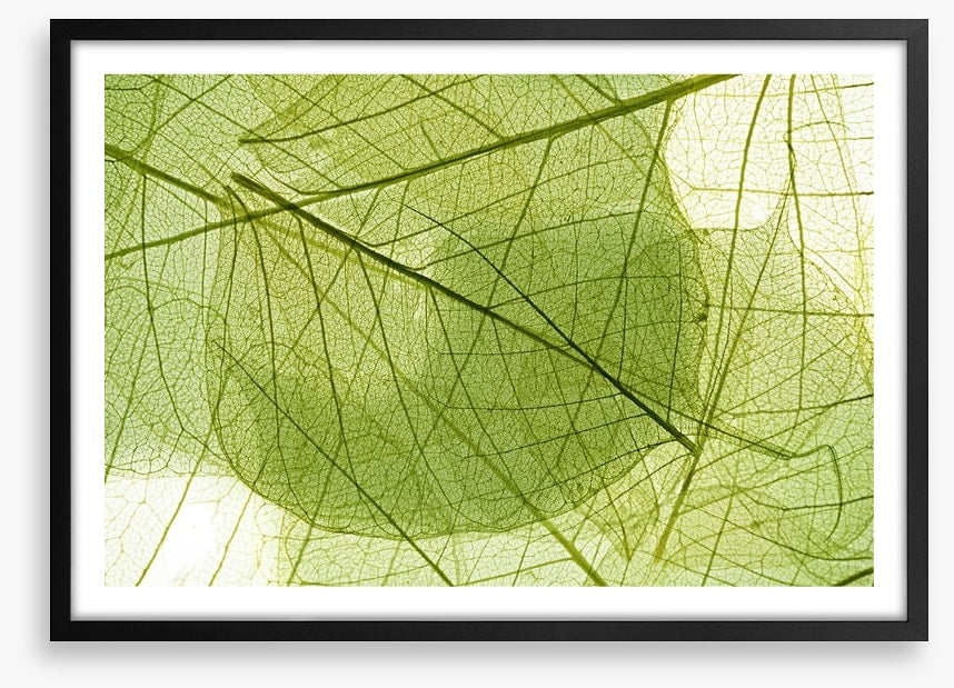 Transparent leaves