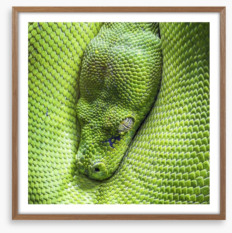 Reptiles / Amphibian