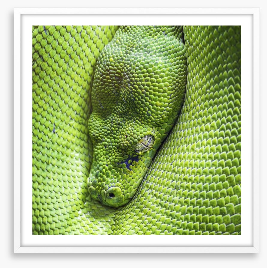 Reptiles / Amphibian