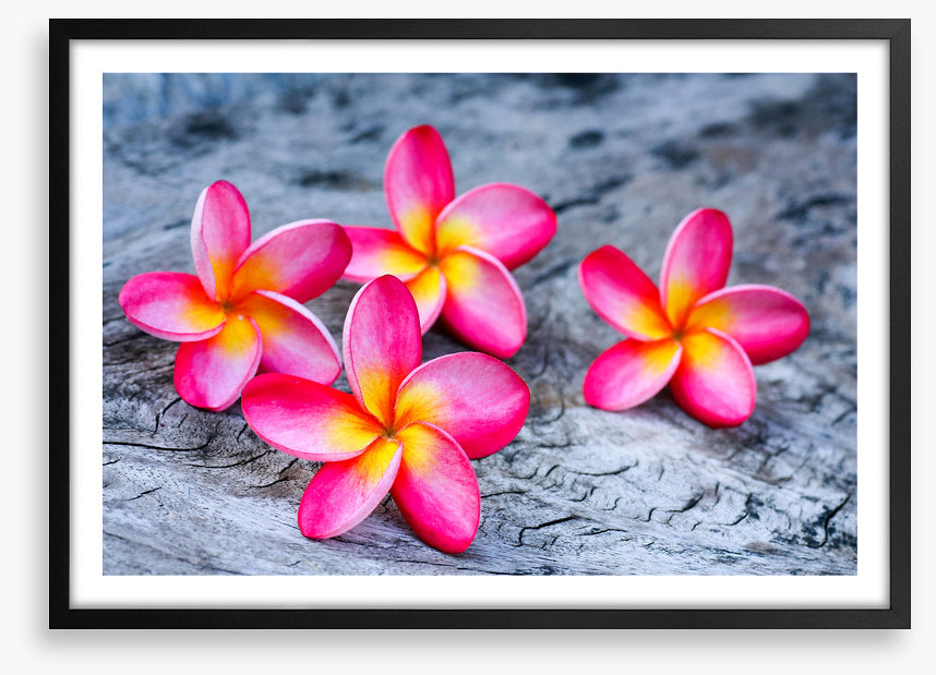 Frangipani four