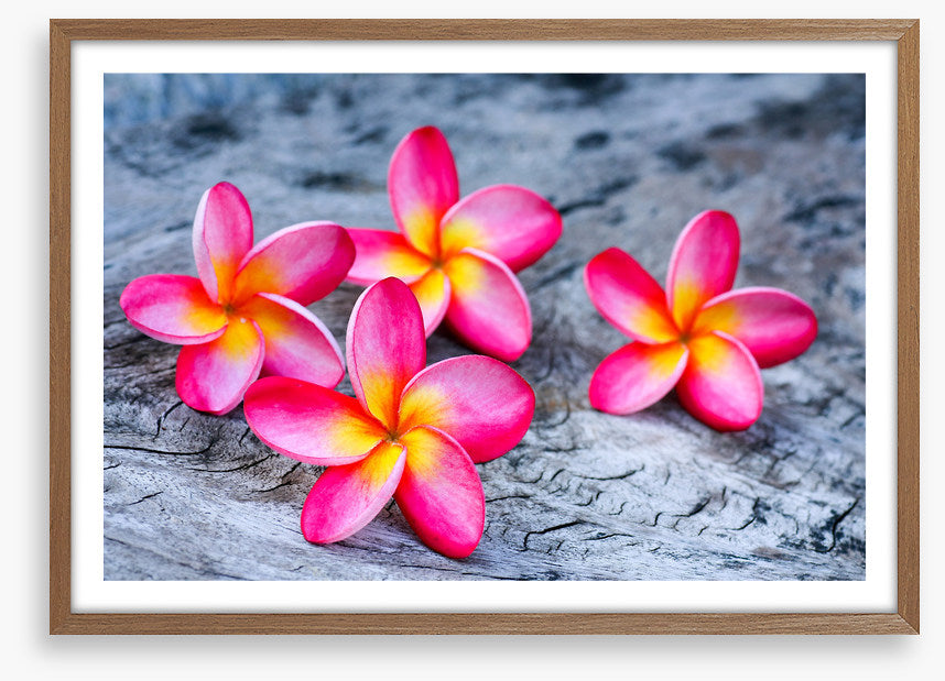 Frangipani four