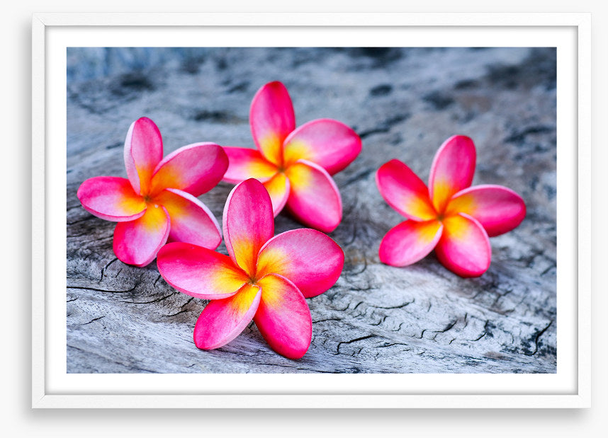 Frangipani four