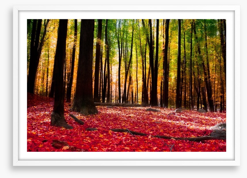 Autumn forest with golden light