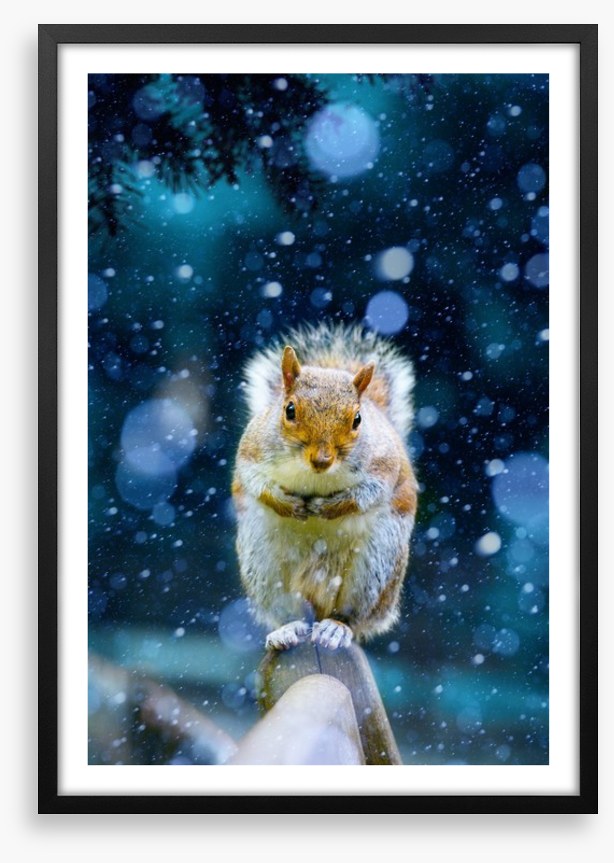 Red squirrel in the snow