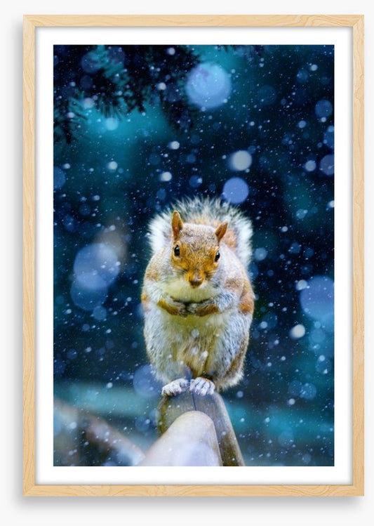 Red squirrel in the snow