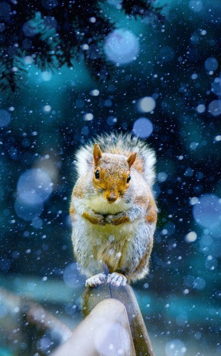 Red squirrel in the snow