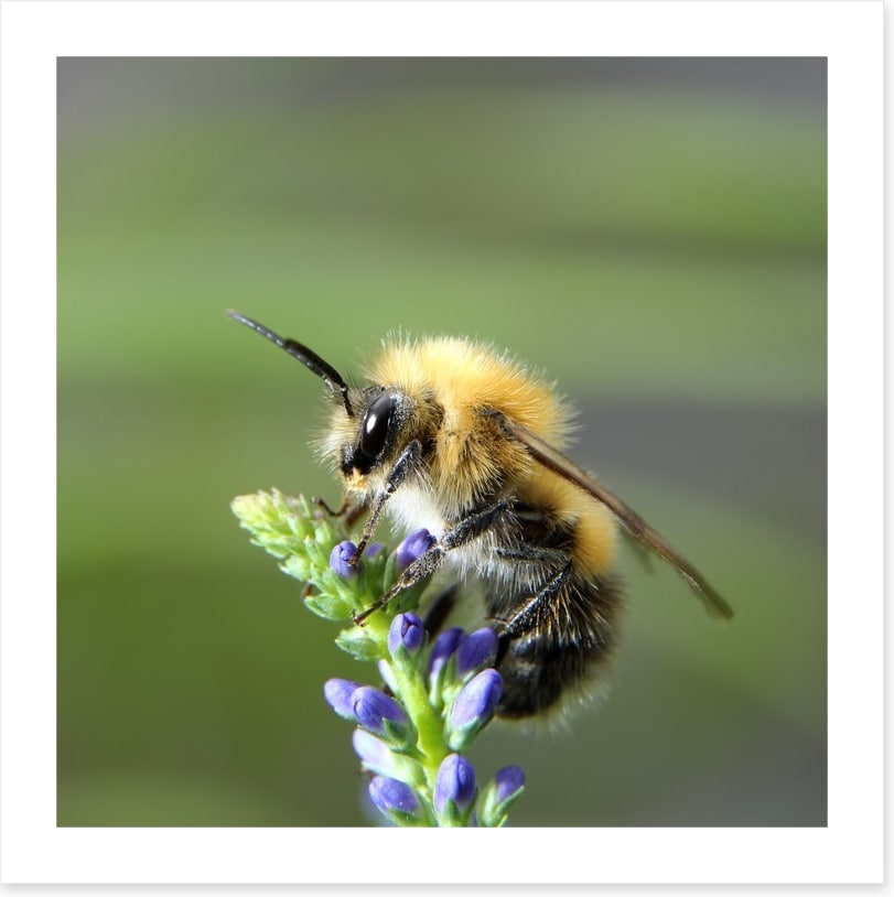 Fluffy bee