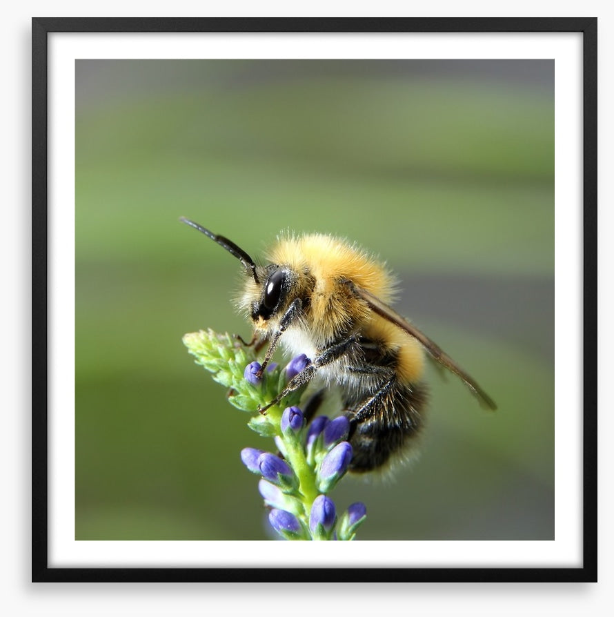 Fluffy bee