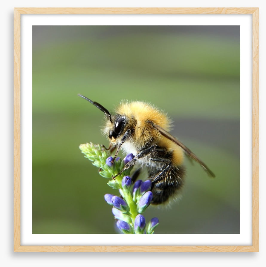 Fluffy bee