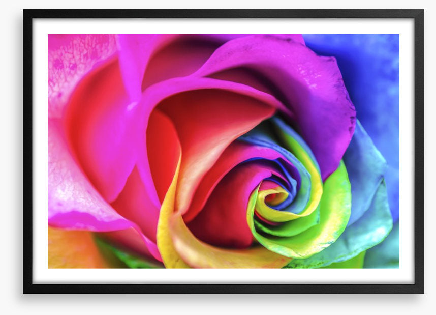 Vibrant rainbow rose