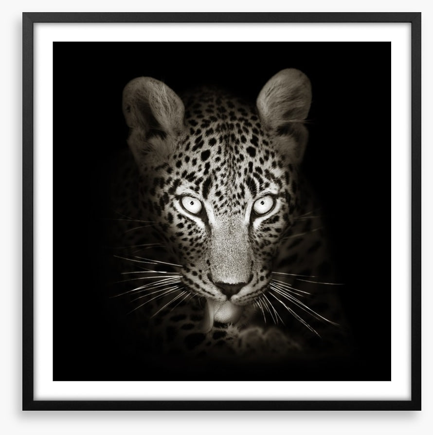 The intense leopard