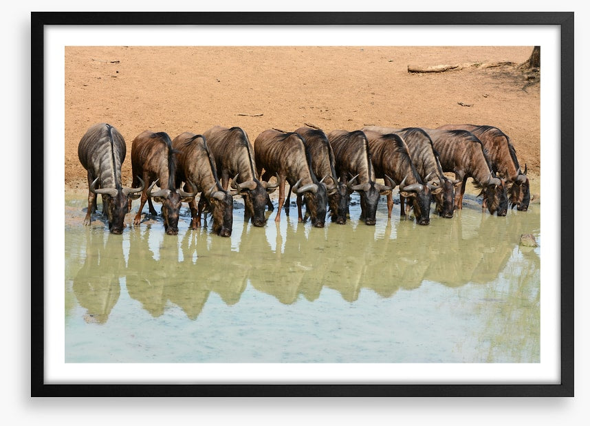 Mammals