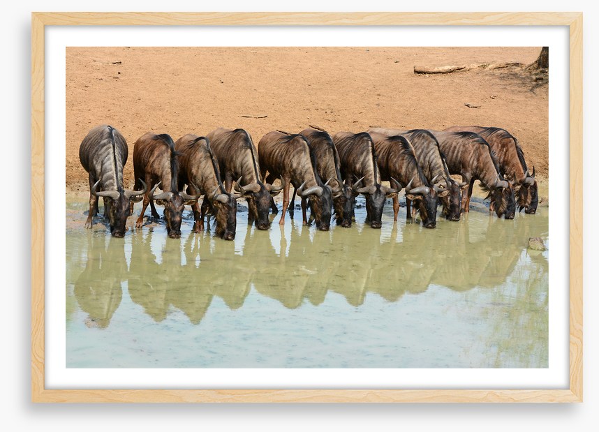 Mammals