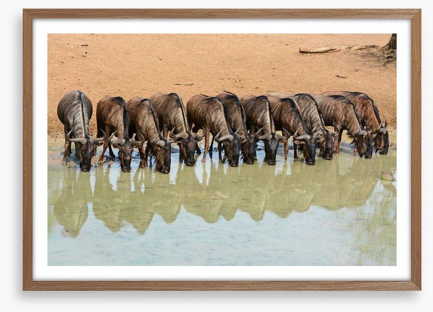 Mammals