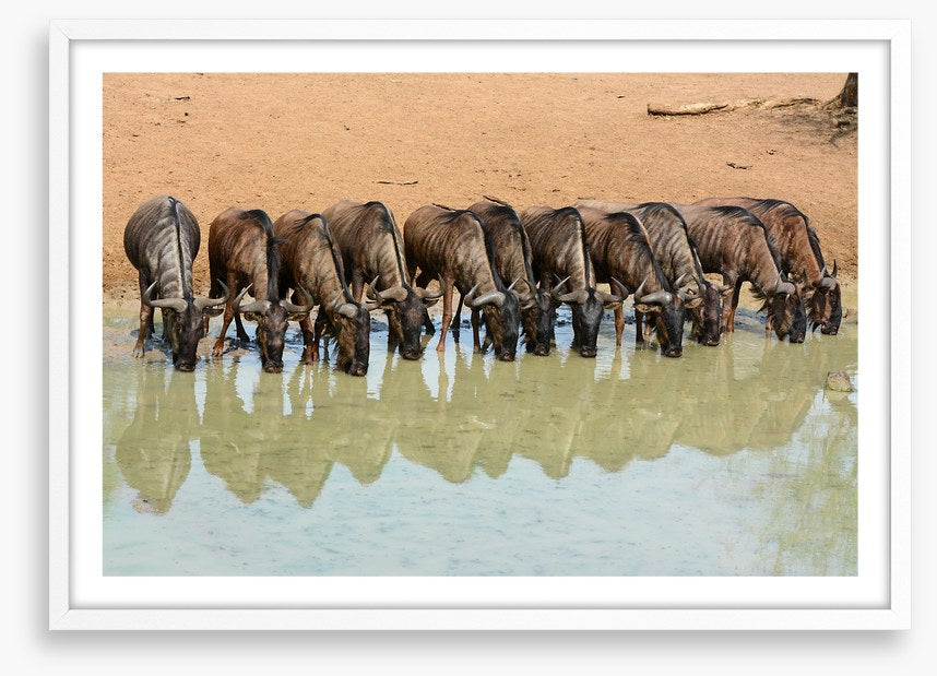 Mammals