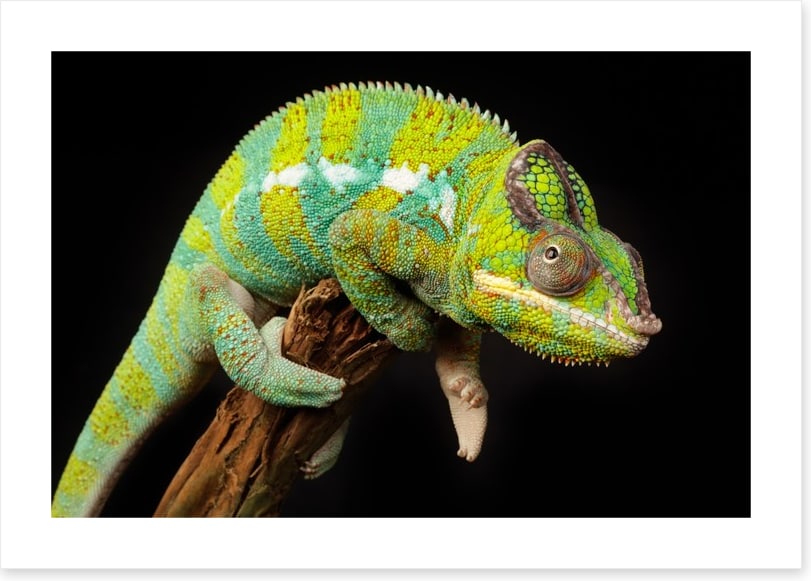 Reptiles / Amphibian