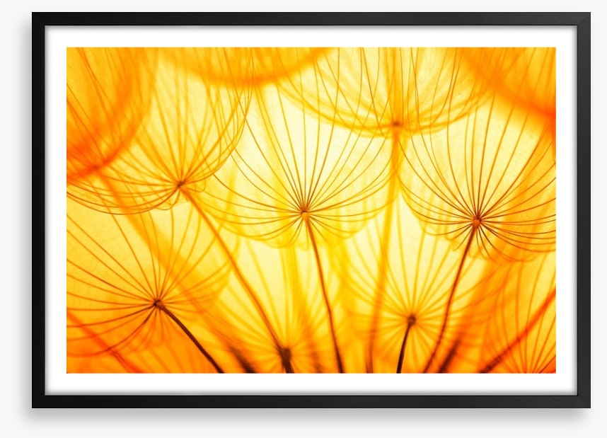 Dandelion delight