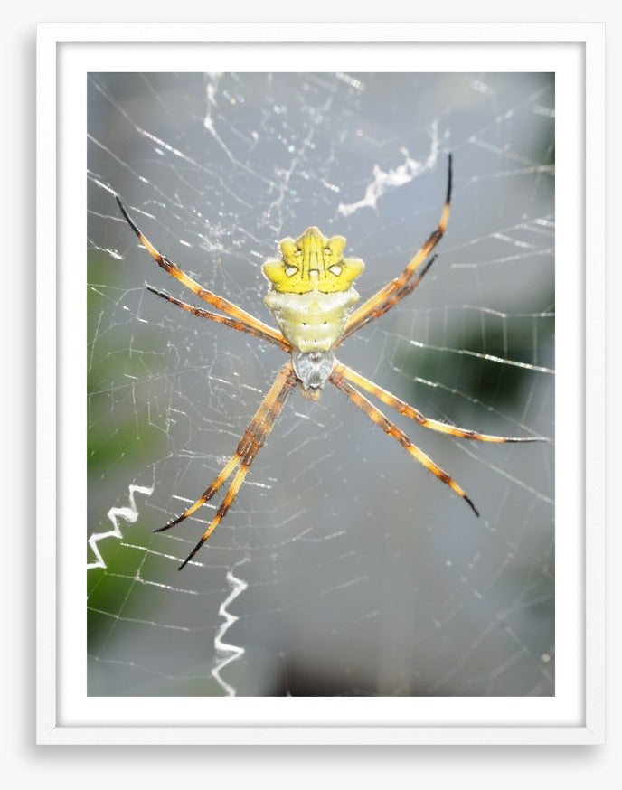 Insects