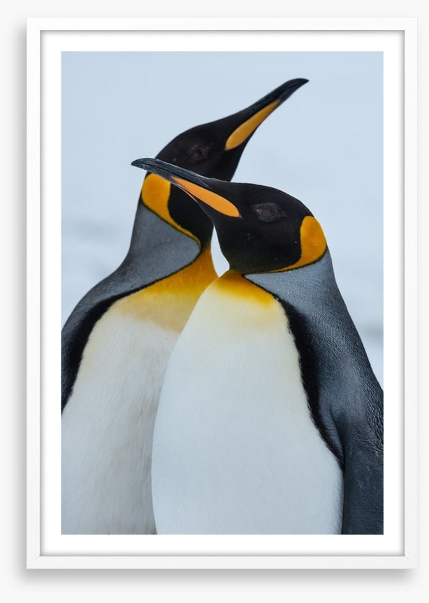 King Penguins cuddle