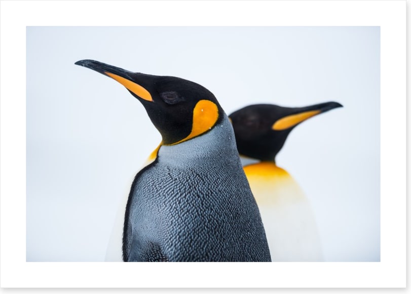 King penguins