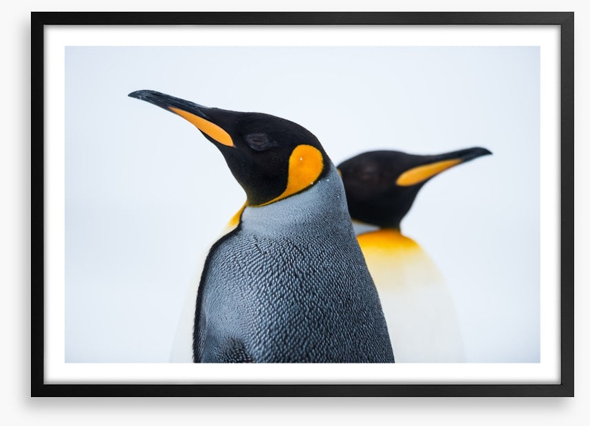 King penguins