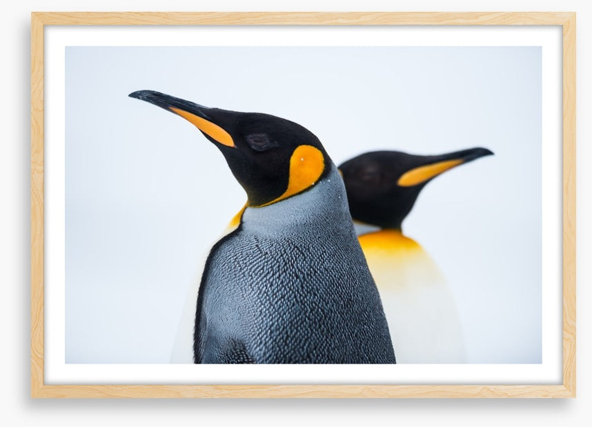 King penguins