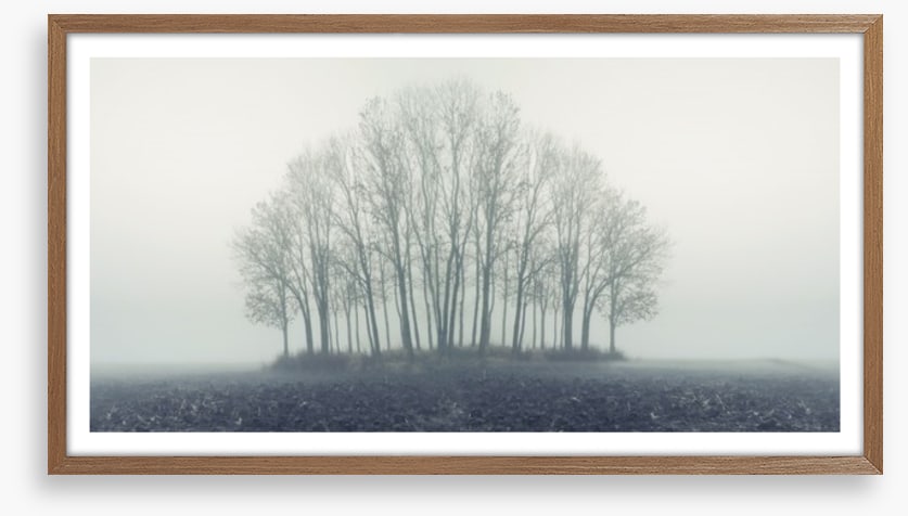 Copse through the mist