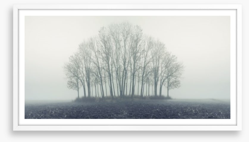 Copse through the mist