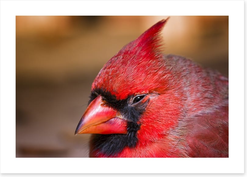 Crested cardinal
