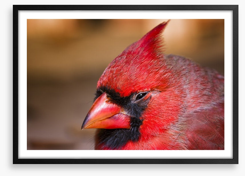 Crested cardinal