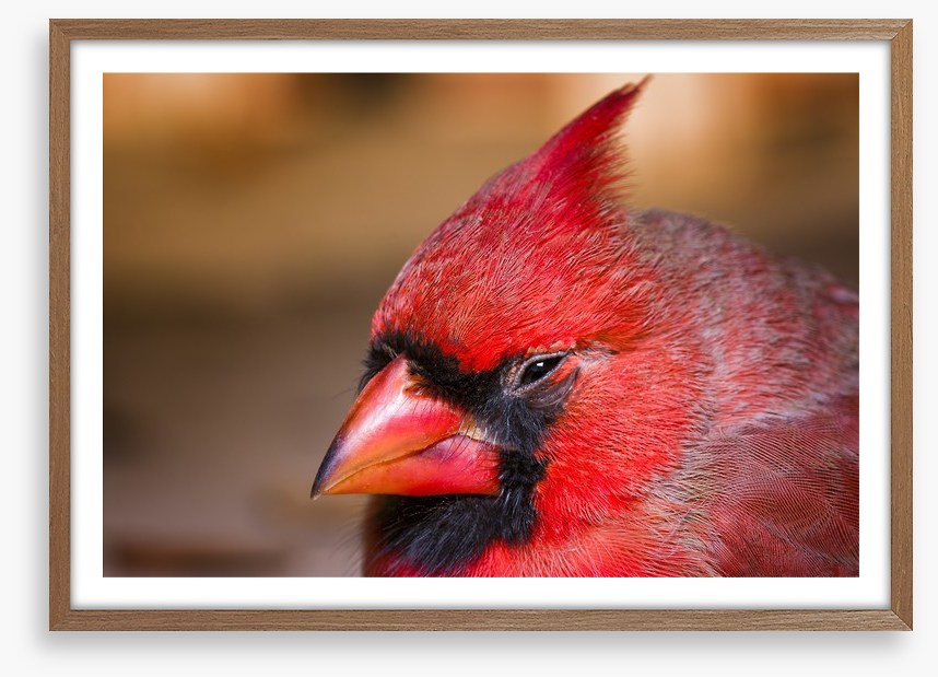Crested cardinal