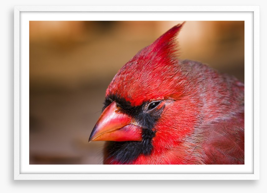 Crested cardinal