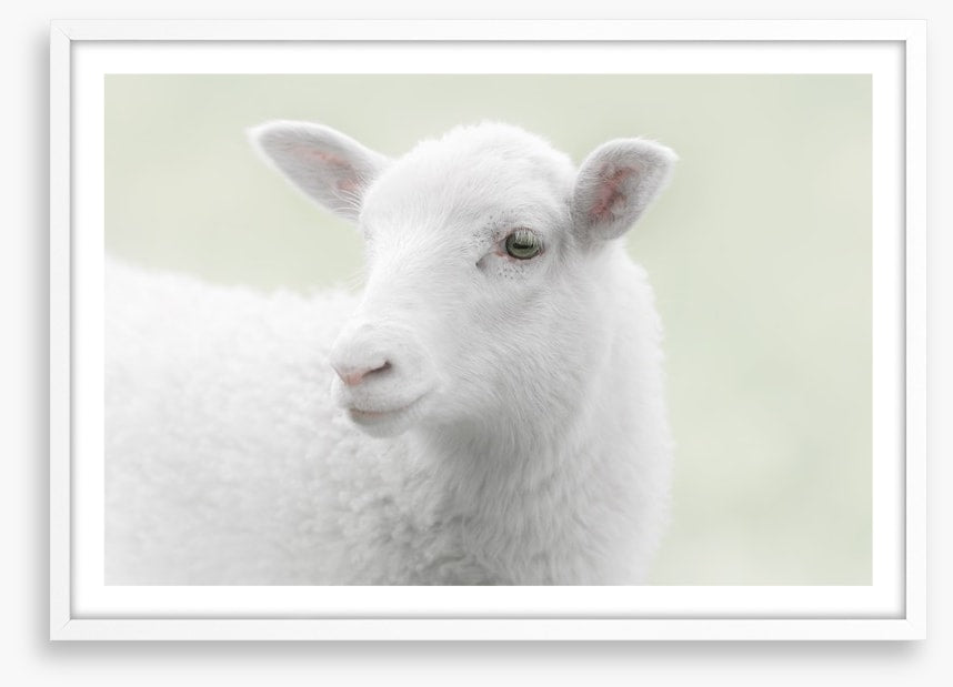 A little sheepish