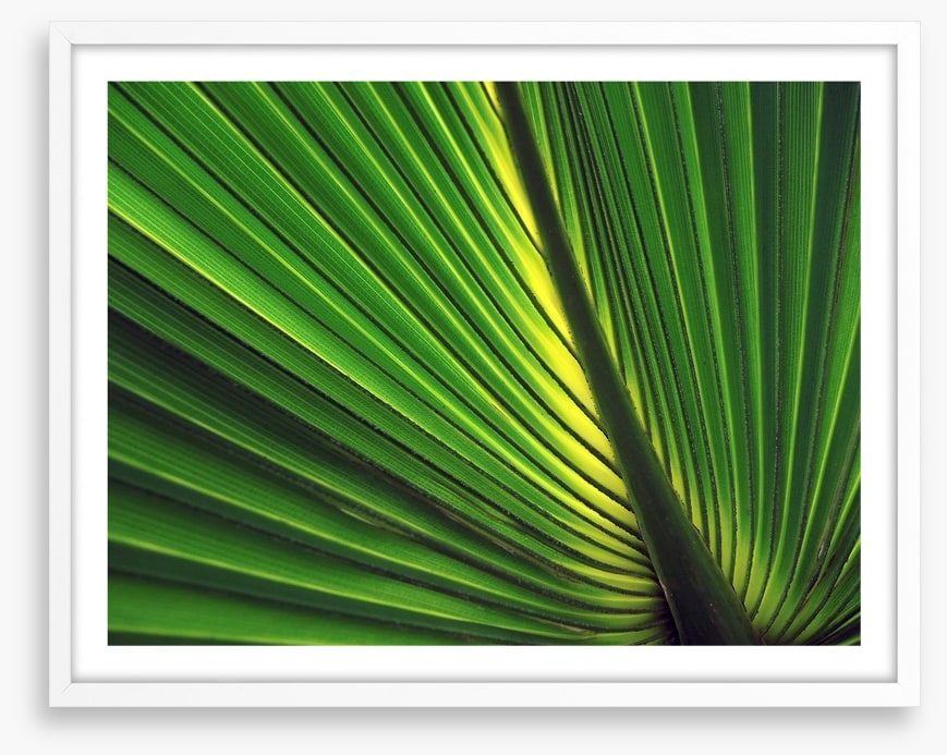 Iridescent palm